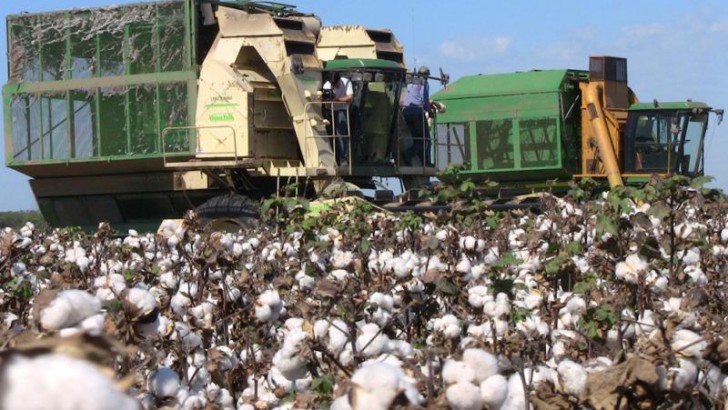 Recomiendan a productores de algodón ser rigurosos con las medidas contra la plaga del picudo