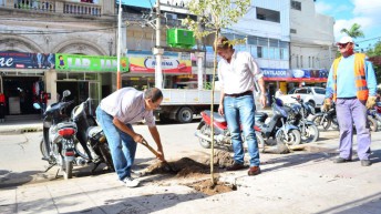 El Municipio continúa con la plantación de árboles