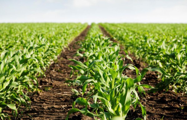 Se cosechará más soja y maíz que lo previsto