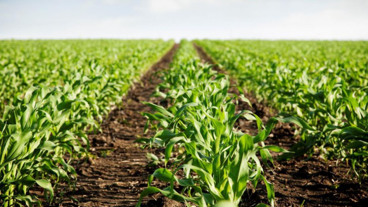 Se cosechará más soja y maíz que lo previsto