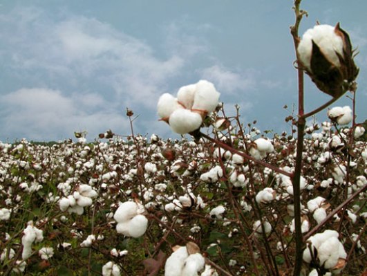 Producción algodonera: se inicia la campaña, con expectativa de una mayor área de siembra