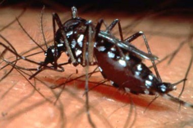 Dengue: confirmaron dos casos importados en la provincia
