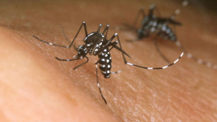 Dengue: se registraron dos casos confirmados y nueve probables