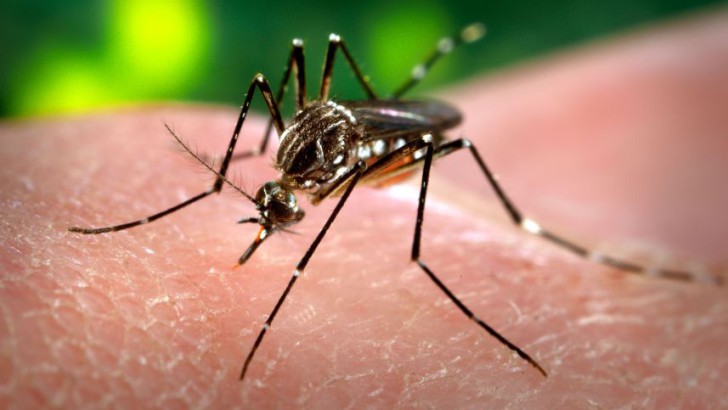 Esperan el pico de dengue para Semana Santa y más casos que en el 2009
