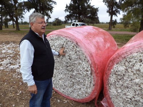Algodón: el gobierno busca ampliar el área de siembra y la calidad de la fibra
