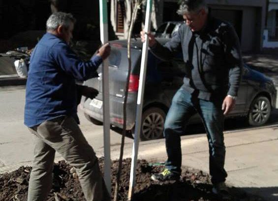 Se plantaron dos árboles en reemplazo del extraído ilegalmente en calle Salta
