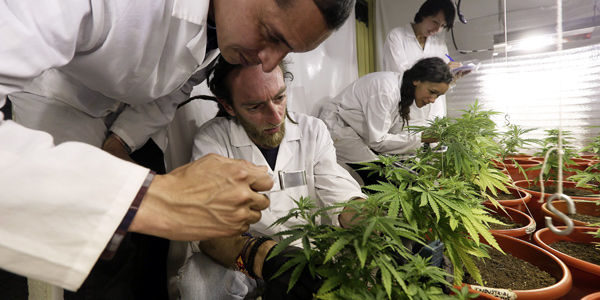 Avanza en Diputados el proyecto que permite el uso de cannabis para tratamientos médicos