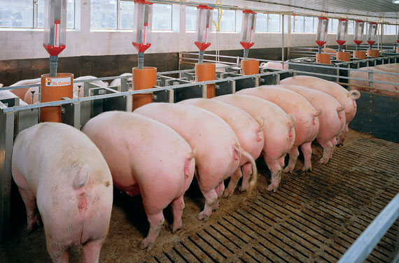 Importaciones contra producción local: en el año, se importó 100% más de cerdos
