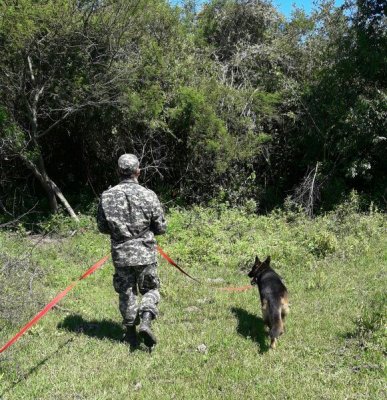Machagai: perros ayudan en la búsqueda de Don José en los campos vecinos