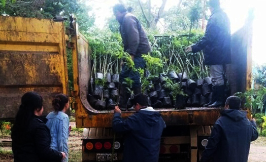 La empresa constructora de la Planta de Efluentes Cloacales entregó la primera donación de árboles