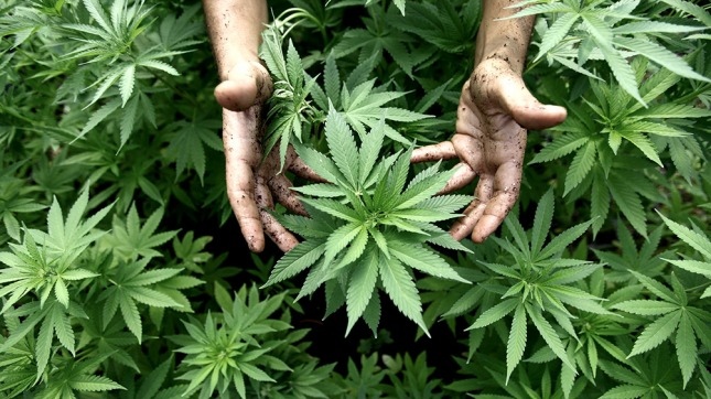 Reglamentaron parcialmente la ley que autoriza el uso medicinal del cannabis