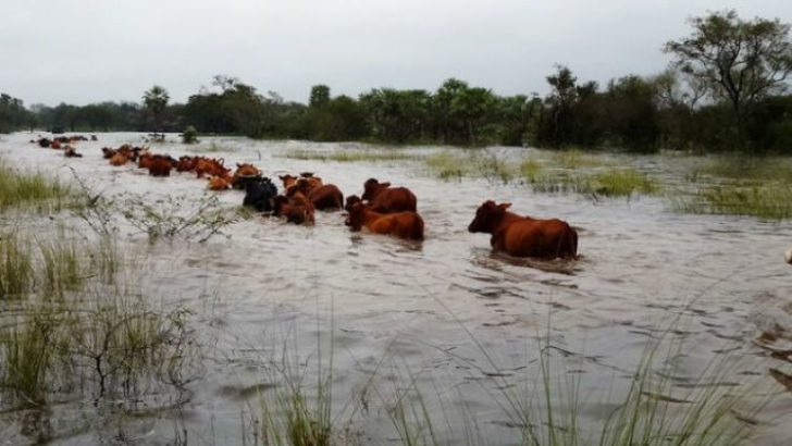 Las Breñas: ante las condiciones climáticas adversas, postergan el remate ganadero