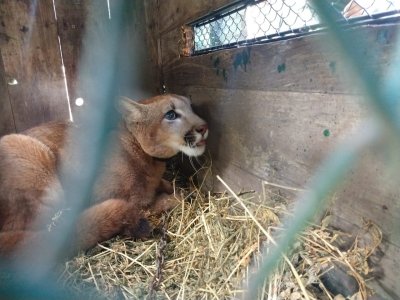 Charata: liberaron a tres animales silvestres que se hallaban en cautiverio