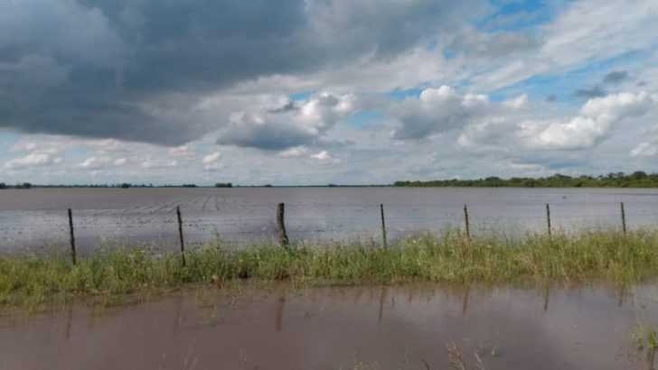 Algodón, girasol y trigo: Producción evalúa daños causados por las últimas lluvias