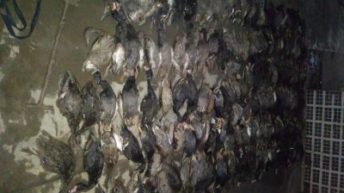 Santa Silvina: siete hombres demorados por la caza de 185 patos crestones
