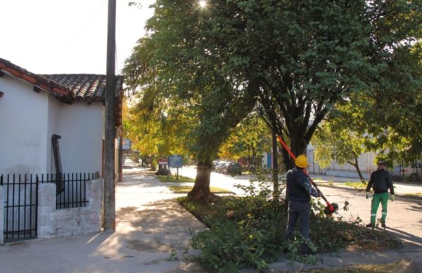 Desarrollaron un operativo integral de poda de árboles sobre avenida Rodríguez Peña 1