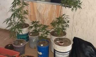 En un allanamiento, hallaron una plantación de marihuana