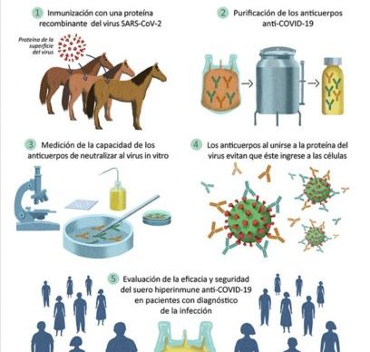 En prueba de laboratorio: la Anmat aprobó un suero de investigadores argentinos que neutraliza el coronavirus 1