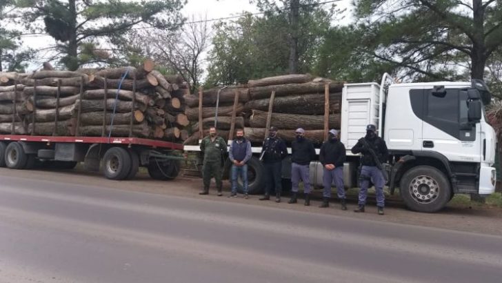 Incautaron 26 mil kilos de algarrobo por irregularidades en el permiso forestal