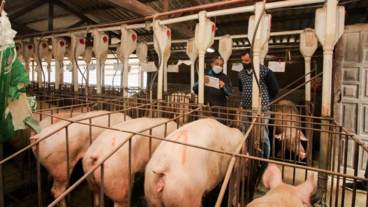 Producción local: una granja porcina proyecta crecimiento y ampliación