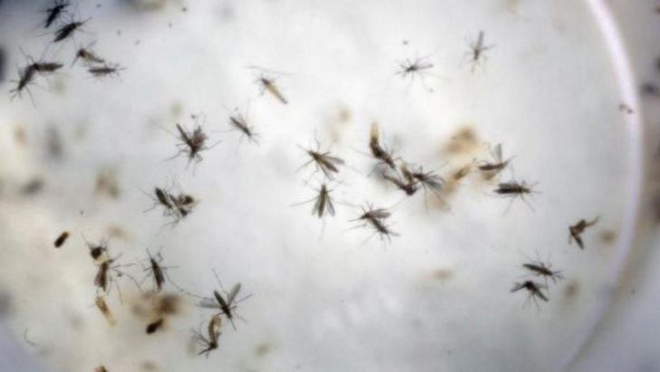 Advierten que es necesario reactivar controles y campañas para contener al dengue