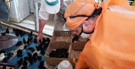 Fomento avícola: Producción entregó pollitos en cinco localidades