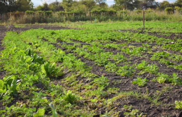 Horticultura: más de 150 familias rurales serán financiadas para potenciar sus proyectos