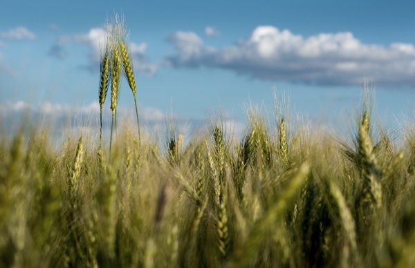 Por la sequía, la campaña de producción de trigo dejará entre US$ 600 y US$ 890 millones menos