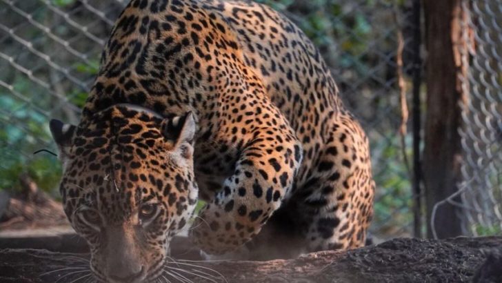 Especie en extinción: cruzarán a un yaguareté macho silvestre con una hembra en cautiverio
