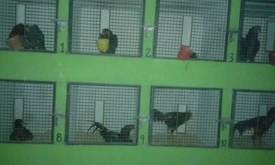 Riñas de gallos en Corzuela, hasta que llegó la Policía Rural