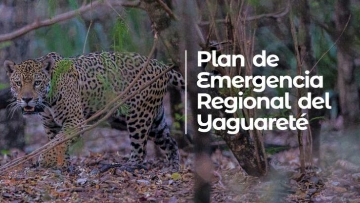 La Subcomisión Chaqueña para la conservación del yaguareté reactivó su plan de emergencia regional