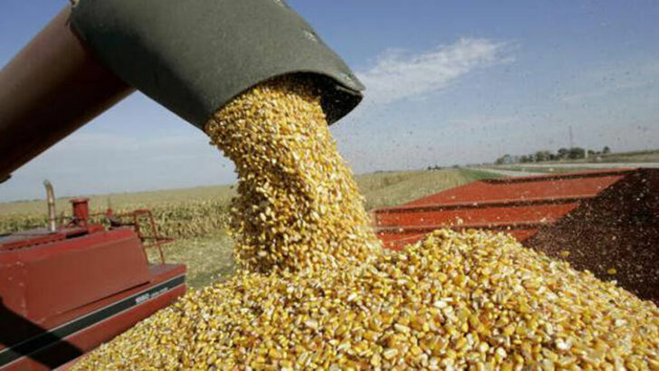Levantaron la suspensión de las exportaciones de maíz hasta marzo