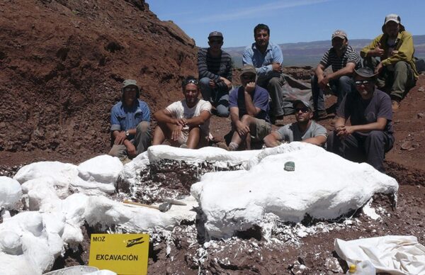 Los restos fósiles hallados en Neuquén podrían ser los del dinosaurio más grande de la historia 2