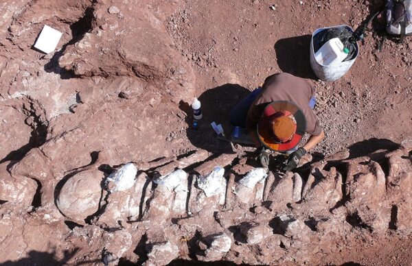 Los restos fósiles hallados en Neuquén podrían ser los del dinosaurio más grande de la historia