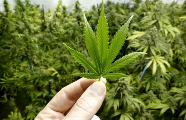 Cannabis medicinal: INTA y el gobierno de Río Negro comenzaron un proyecto de cultivo 1