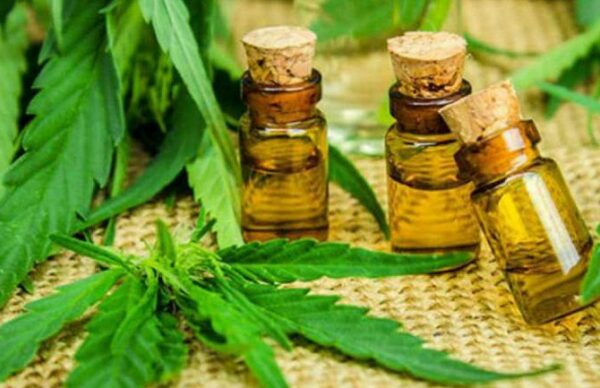 Cannabis medicinal: INTA y el gobierno de Río Negro comenzaron un proyecto de cultivo 4