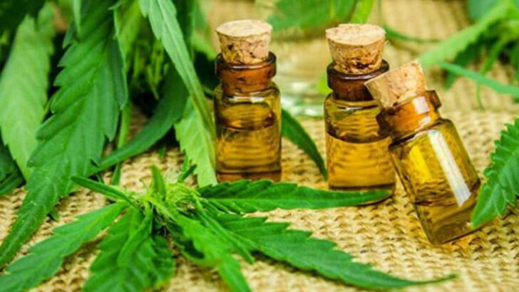 Cannabis medicinal: INTA y el gobierno de Río Negro comenzaron un proyecto de cultivo