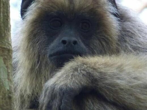 Declarar "Monumento Natural" al Mono Carayá, una de tantas acciones necesarias para su conservación 1