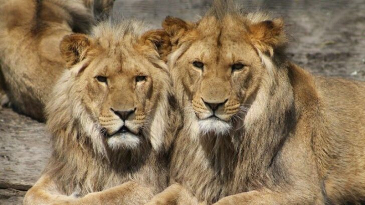 Ni los animales están a salvo en la India: ocho leones contrajeron coronavirus