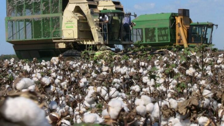 Producción algodonera: Nación habilitó el sistema de información operaciones de algodón