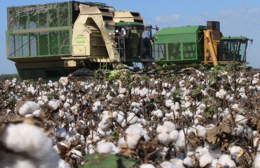 Producción algodonera: Nación habilitó el sistema de información operaciones de algodón