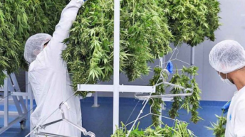 Se viene la ley para el desarrollo de la industria del cannabis medicinal