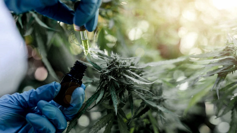 El Senado dio media sanción al marco regulatorio de producción de cannabis