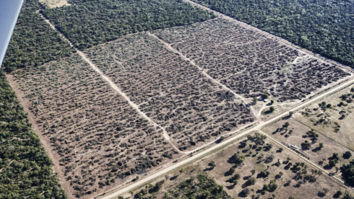 Greenpeace denunció que se desmontaron ilegalmente 10 mil hectáreas en Chaco