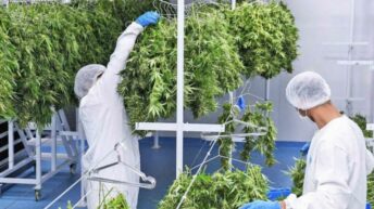 Legalización de la producción de cannabis: “Esta Ley va a permitir desarrollar una industria nueva”
