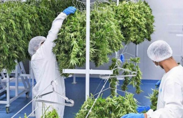 Legalización de la producción de cannabis: "Esta Ley va a permitir desarrollar una industria nueva" 1