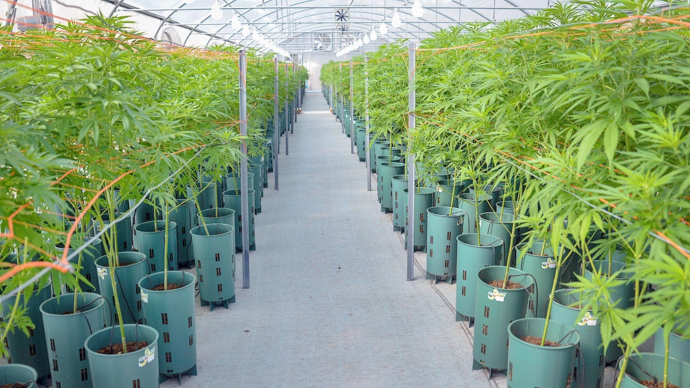 Legalización de la producción de cannabis: "Esta Ley va a permitir desarrollar una industria nueva"