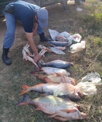 Policía del Chaco secuestró gran cantidad de peces