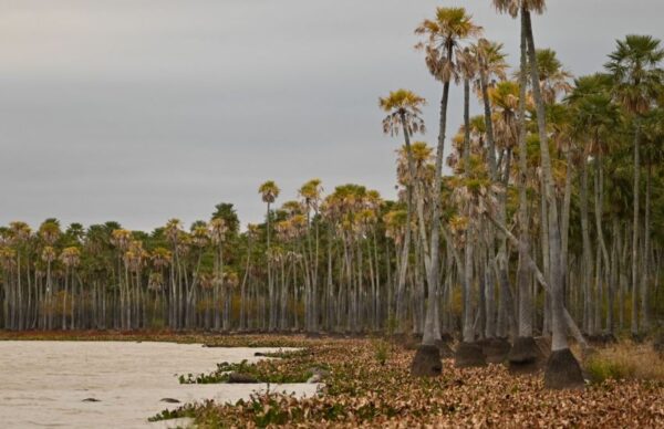 Avanzan en la creación de un nuevo parque nacional en la Laguna El Palmar
