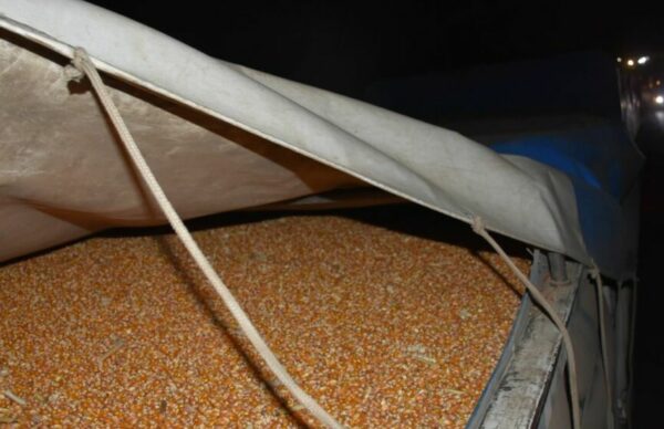 Contrabando de granos: Gendarmería secuestró 61 tonelas de maíz 1